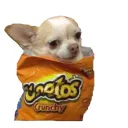 crispy cheeto dog