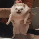 Ogga Booga Palace