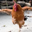 Kung Fu Chickens