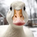 Goosehead Goobers