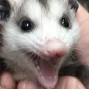 Vlads home for punks, idiots, and Furs