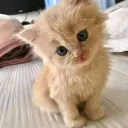 cachorro caramelo