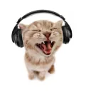 Catopandilla