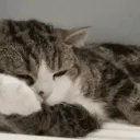 cats 🐱・emotes