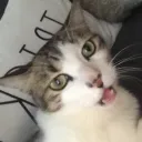 AMOUNG US Discord server icon