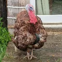 LivvyLive's server's icon