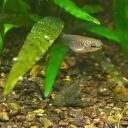 Fish Finatics