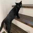 やるで