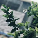 One Leaf Cafe
