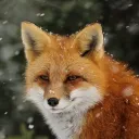 FoxHogan_Offical's server