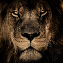 Ginger_Brave69 Discord server icon