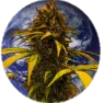 Stoner World RP