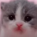 Crying Cat Café