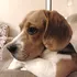 Good Boy Hanesi