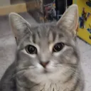 The Order of the Cat