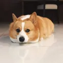 The clan of derpy corgis