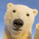Cold bears