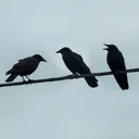 Crows on the Wire