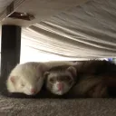 Jenius HeadQuarters's icon