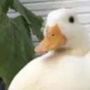 DUCKLINGS SERVER