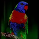 Vogelfans Server