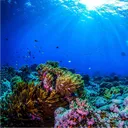THE REEF