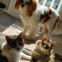 Arlo and the Cool Cat's server