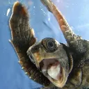 Macrochelys