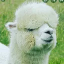 the lamas