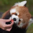 Yvoyn's Red Pandas