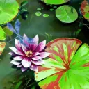 ˗ˏˋ  ❀ The Secret Garden  ˎˊ˗