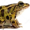 TOADs
