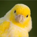 Calzu le 🐥🐤