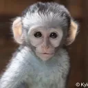 Ashmonkee's Treehouse