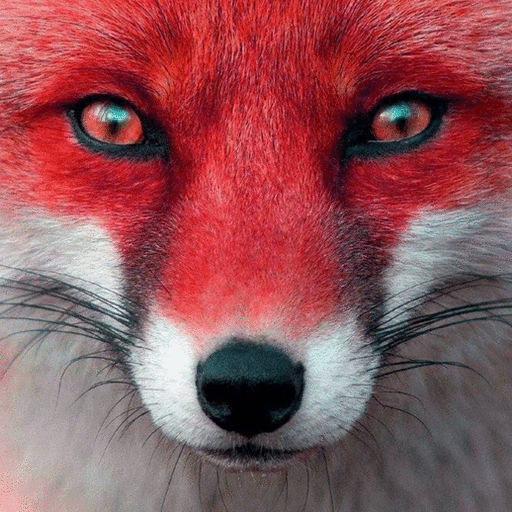 FOXY BURROW - Discord Server FOXY BURROW - Discord Server