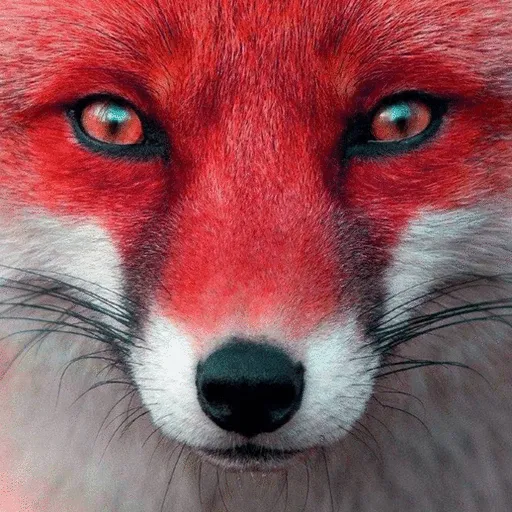 FOXY BURROW - Discord Server FOXY BURROW - Discord Server