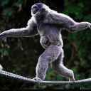 Travecos da Rinha de Galo server icon