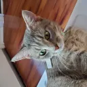 Chaotic Cats