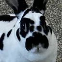 Astrobun Games