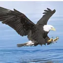 FREEDOM 🦅