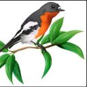 L'oiseau libre