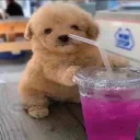 ~bikiki world! Discord Server Icon