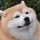 perro's corp