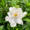 The Ardent Garden