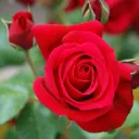 🌹 Rose Cove