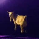 GoatBot