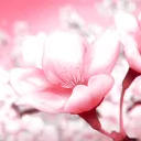 Sakurai Meadow Discord Server Icon