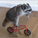 Raccoon Gang