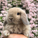 bunny 🐰・emotes - discord server icon