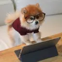 r/intelligentpets